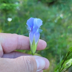 Gentianopsis virgata