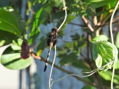 Erythemis plebeja
