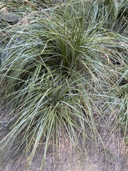 Xerophyllum tenax