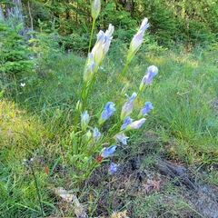 Gentianopsis virgata