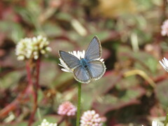 Erigeron karvinskianus