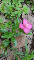 Oenothera deserticola