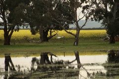 Chroicocephalus novaehollandiae