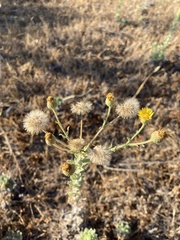 Asteraceae