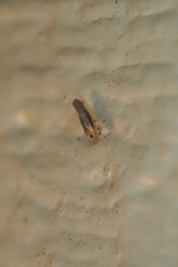Omolicna