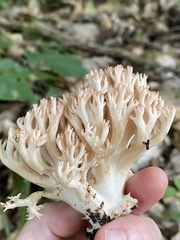 Ramaria botrytis
