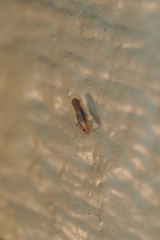 Omolicna