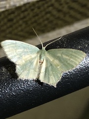 Chloropteryx tepperaria