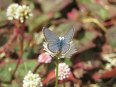 Erigeron karvinskianus