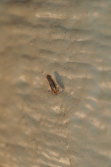Omolicna