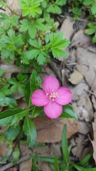 Oenothera deserticola