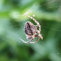 Eustala anastera