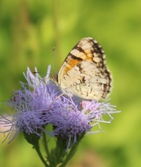 Phyciodes phaon