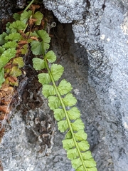 Asplenium viride