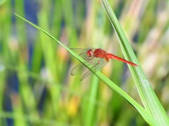 Crocothemis servilia