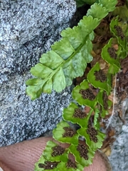 Asplenium viride