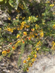 Aotus ericoides
