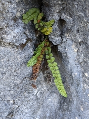 Asplenium viride
