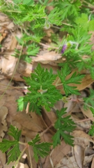 Geranium potentillifolium