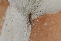 Scutigera coleoptrata