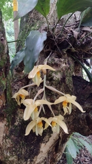 Stanhopea graveolens