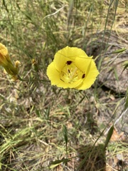 Calochortus luteus