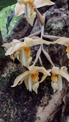 Stanhopea graveolens