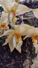 Stanhopea graveolens