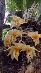 Stanhopea graveolens