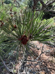 Pinus rigida
