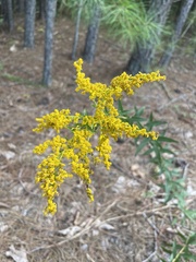 Solidago odora