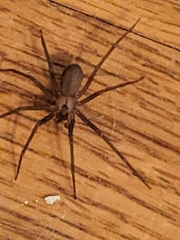 Loxosceles reclusa