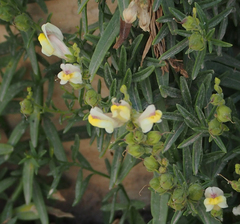 Antirrhinum siculum