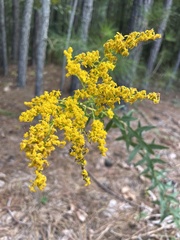 Solidago odora