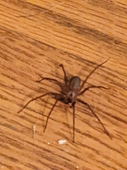 Loxosceles reclusa