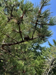 Pinus rigida