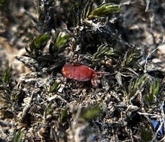 Trombidioidea