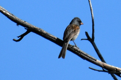 Spizella atrogularis