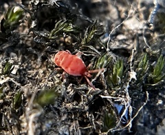 Trombidioidea