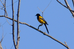 Icterus wagleri