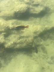 Lepomis macrochirus purpurascens