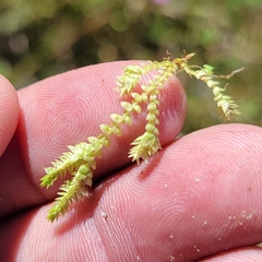 Selaginella eclipes