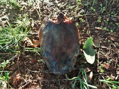 Siluriformes