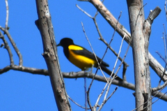 Icterus wagleri