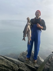 Oncorhynchus kisutch