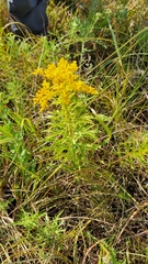 Solidago missouriensis