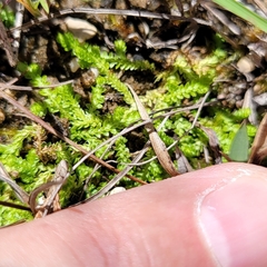 Selaginella eclipes