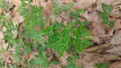 Geranium potentillifolium