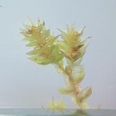 Selaginella eclipes