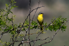 Geothlypis poliocephala